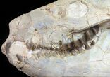 Nice, Oreodont (Merycoidodon) Skull - South Dakota #50811-3